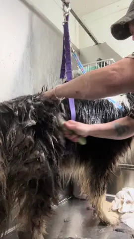 This sweet sweet boy!! Mom got him from a shelter and he is an outside dog. Mixed with Aussie and great Pyrenees both breeds are  notorious for a thick undercoat. ##dog##dogbath##doggrooming##doghair##pets