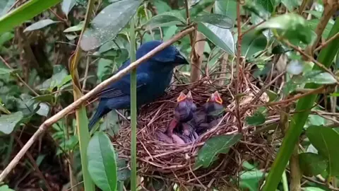🇧🇷azulão criando dos filhotes 🇧🇷