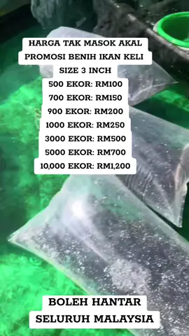#keli #viraltiktok #fyp #benihikanairtawar #murahbanget 