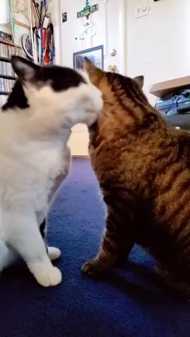 #catsoftiktok #foryoupage #fyp #trend #PetsOfTikTok 