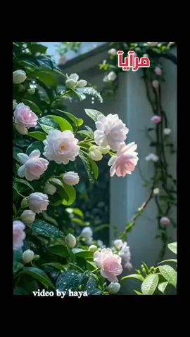#مرآيا #صباحات #نديم_القمر