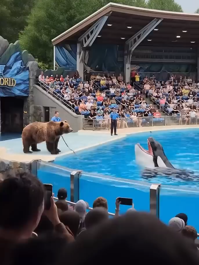 Bear Vs Orca!