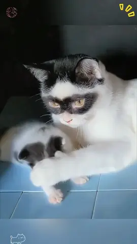 A unique and adorable cat 🐈#foryou #animals #cat #funny #haha 