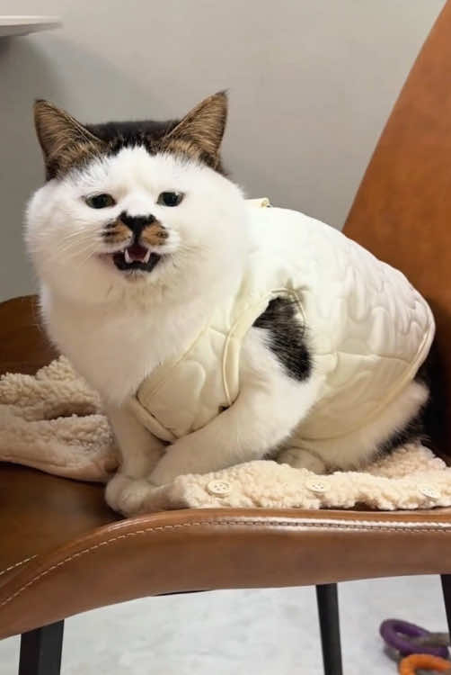 A unique and adorable cat 😂😹 #cat #funny #funnyvideos #fyp #catsoftiktok 