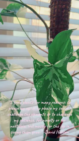 I inherited my love for plants from my grandmother. She had an incredible gift for growing anything, and I can still picture her tending to her gardens with such joy. Watching her care for her plants and find happiness in something so simple left a lasting impression on me.🪴💚. #plantsoftiktok #plantsmakepeoplehappy 