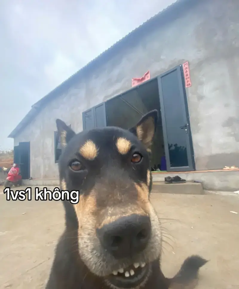 #xh #cho #dog #xuhuongtiktokk 