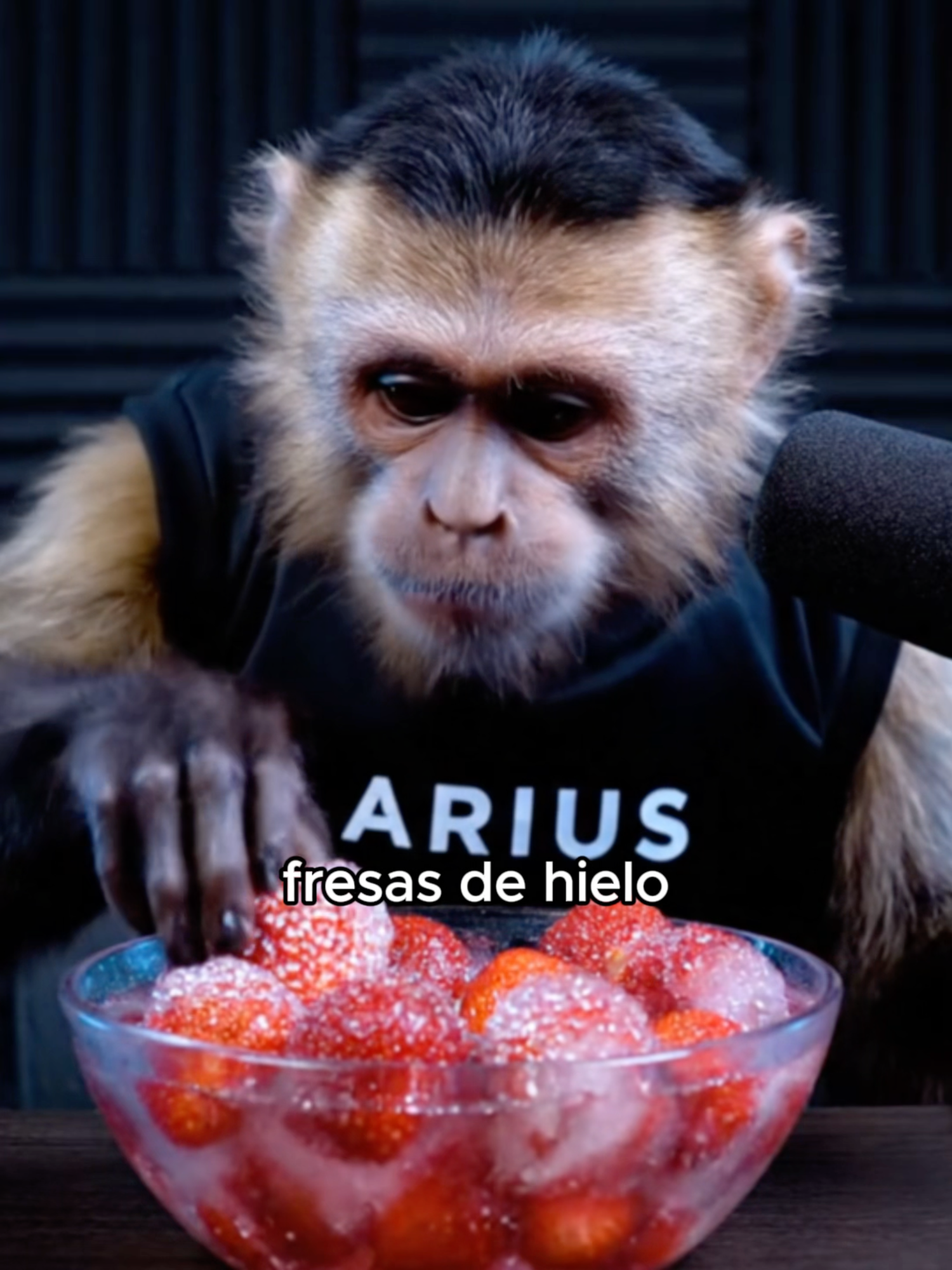 ESTAS FRESAS ESTÁS BIEN FRIAS #locuracapuchina #podcastclips #podcastia #asmrcomida