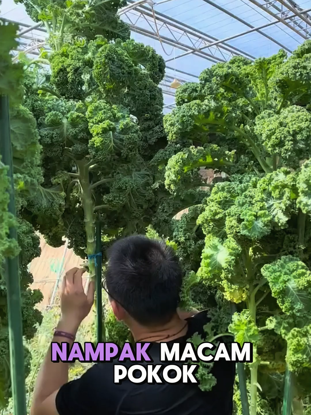Sangat berkhasiat, lazat, dan mudah ditanam