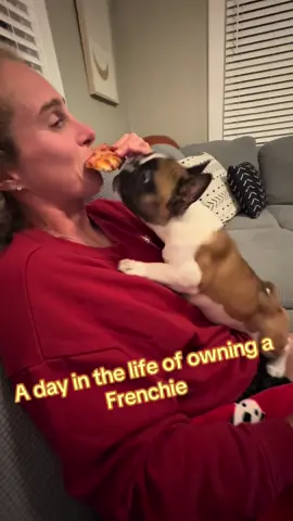 Will I ever be able to eat or drink in peace again? #fyp #frenchiesoftiktok #frenchbulldog #frenchie 