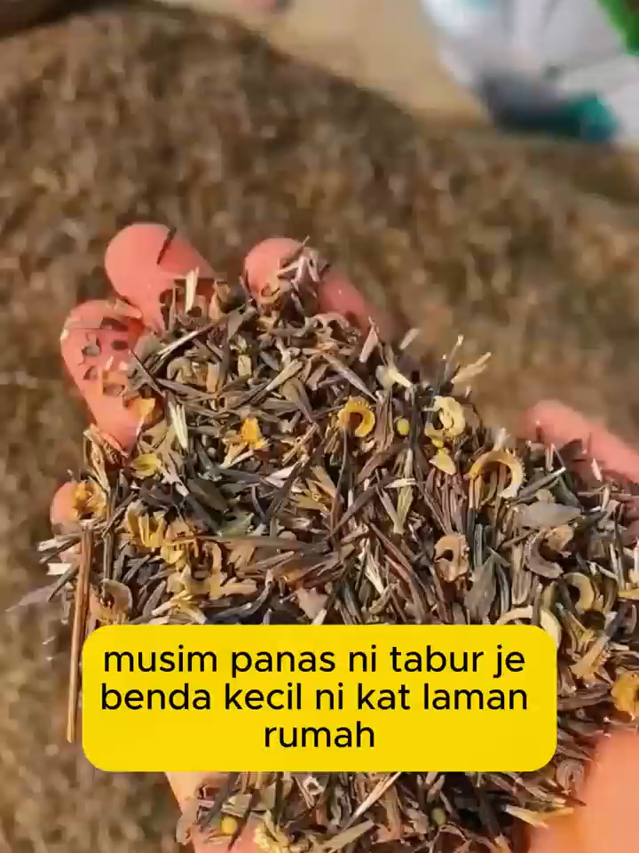Benih Lautan Bunga, Campuran Pelbagai Jenis Bunga, Mekar Setiap Tahun!