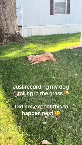 Zoomies immediately 💀 @I Can’t Even (via:@Riss) 