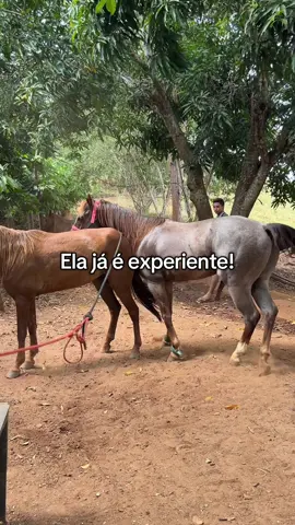 Ela já é experiente! #animal #cavalo #egua #garanhão #horses 