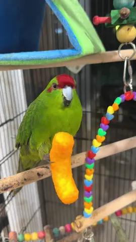 My bird holding a Cheeto