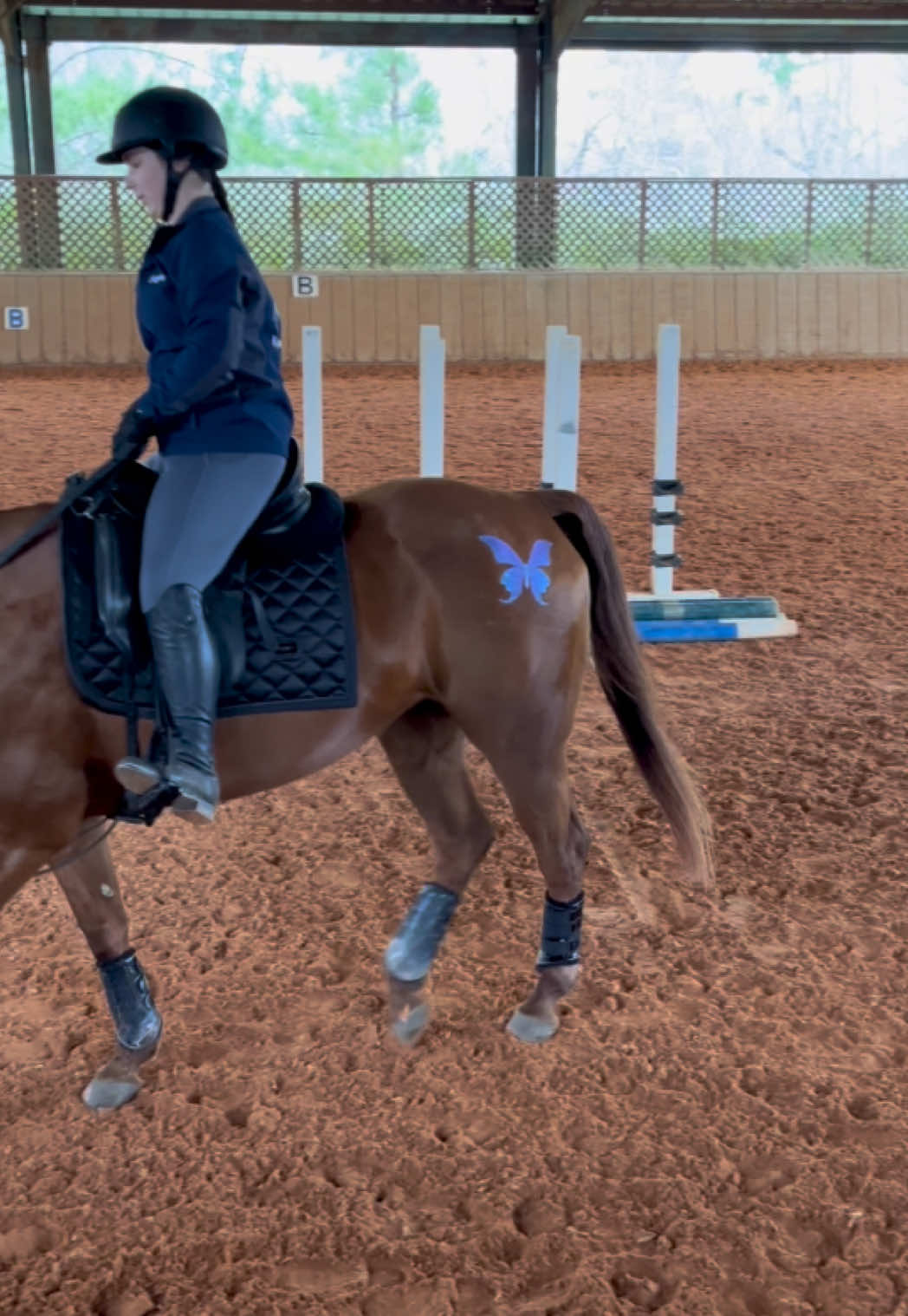 ✨ Shimming Madame Butterfly Glittermarx gives your ride that extra special sparkle 🦋💫 #Glittermarx #equestrianstyle #mlp #HorseTok #GlitterYourRide @Sophie & Penny 