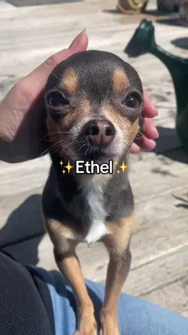 The sweetest little dog with the biggest personality 🤭 Typical Chihuahua behavior 😂 #fyp #foryou #foryoupage #dog #chihuahua 