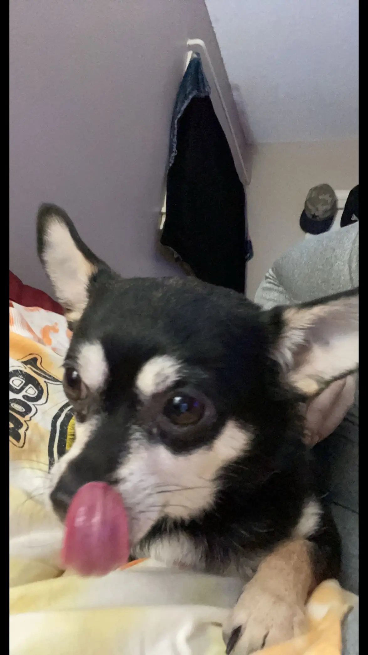 #onthisday #chiuhuahuasoftiktok #dogsoftiktok 