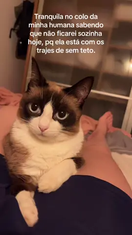 Mó paz ✌🏼.                             #humanapreferida #gato #gatos #gatostiktok #gatosfofos 