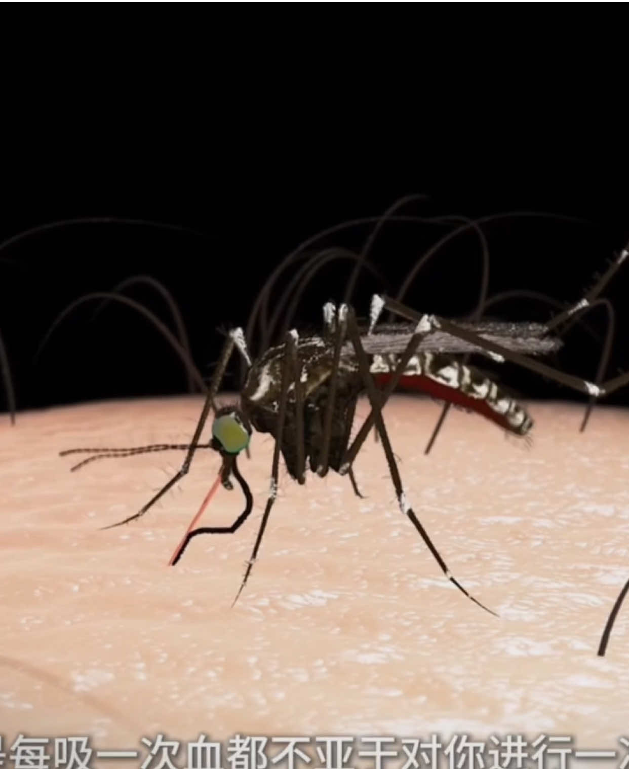 Vẻ đẹp của Sinh Học: Quá trình muỗi hút máu. #sinh #sinhhoc #biologia #xuhuong #fyp 