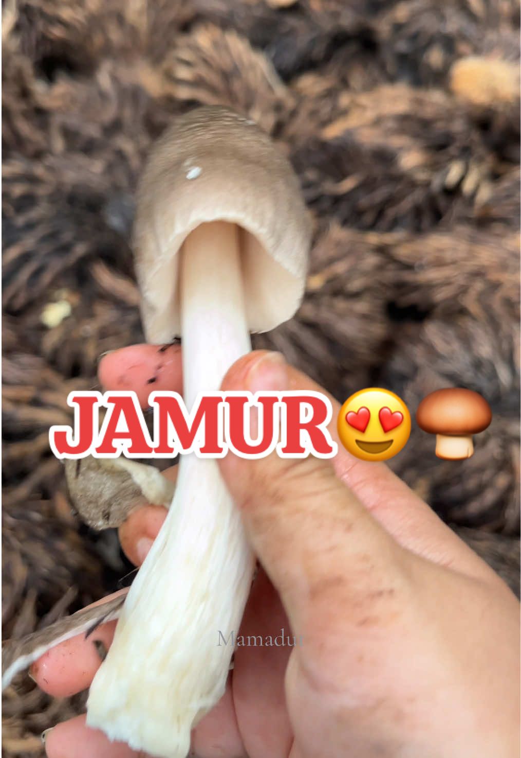 Markitip🍄‍🟫😍#jamur #jamursawit 