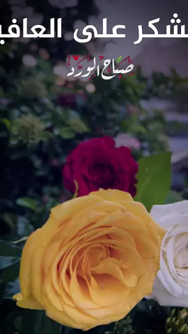 ⁨	صباح الورد صباح الحمد على الصحة والشكر على العافية والذكر والتسبيح والشعور بمعية الله صباحكم تفاؤل وايجابية . #صباح_الخير #صباح_الورد #صباح⁩