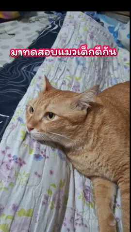 ลูกฉันเป็นแมวดี#cat #catoftiktok #สัตว์เลี้ยงtiktok #แมวส้ม #ทาสแมว 