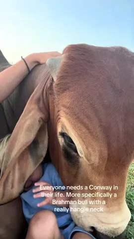 Conway can’t get enough of Herschel’s lovin!  #brahmanbull #smallfarm #fyp 