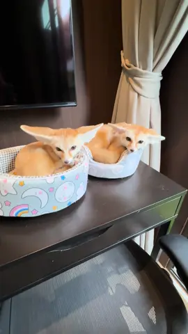 Human please go away we are sleeping #fennecfox #fox #rainandwinterthefoxes  #jeongin #จิ้งจอกน้อย