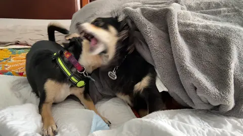 Meet Max. Max is the older, grumpy brother. They aren’t actually related. 🤷🏻‍♀️#dogsoftiktok #dogsvideo ####dogslife 