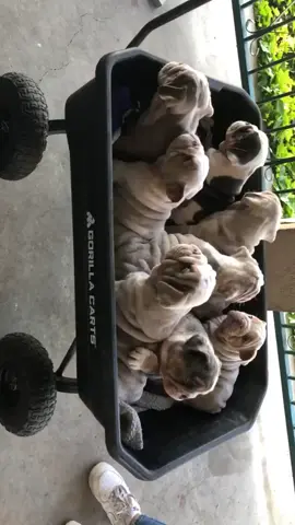Health tested Facetime open 📁 pedigree , vaccine  NB Family licence breeders  Pickup option Open   ✯ Support & comment 👇  #englishbulldog #englishbulldog #bull #bulldog #englishbulldogsoftiktok 