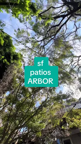 📍 ARBOR (Hayes valley)  🪴patio 🏆🏆🏆 🎣 + fried 🍗 Sammie’s + curly fries + spritz on tap  ☀️☀️☀️☀️🌲🌲🌲 wine 🍷 shop next door walked up hill to Alamo for view after.  tshirt- @L.A. TACO - support the work LA TACO by buying merch and/or becoming a member! independently owned and operated media platform delivering the news we need - support their non stop work and advocacy.  #sf #patio #lataco #views
