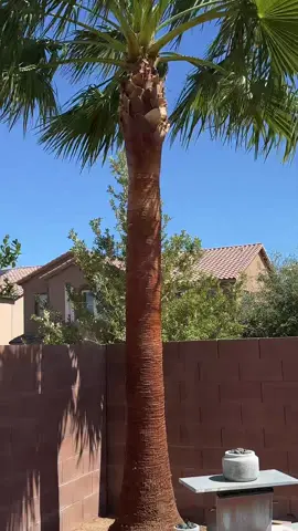 🌴