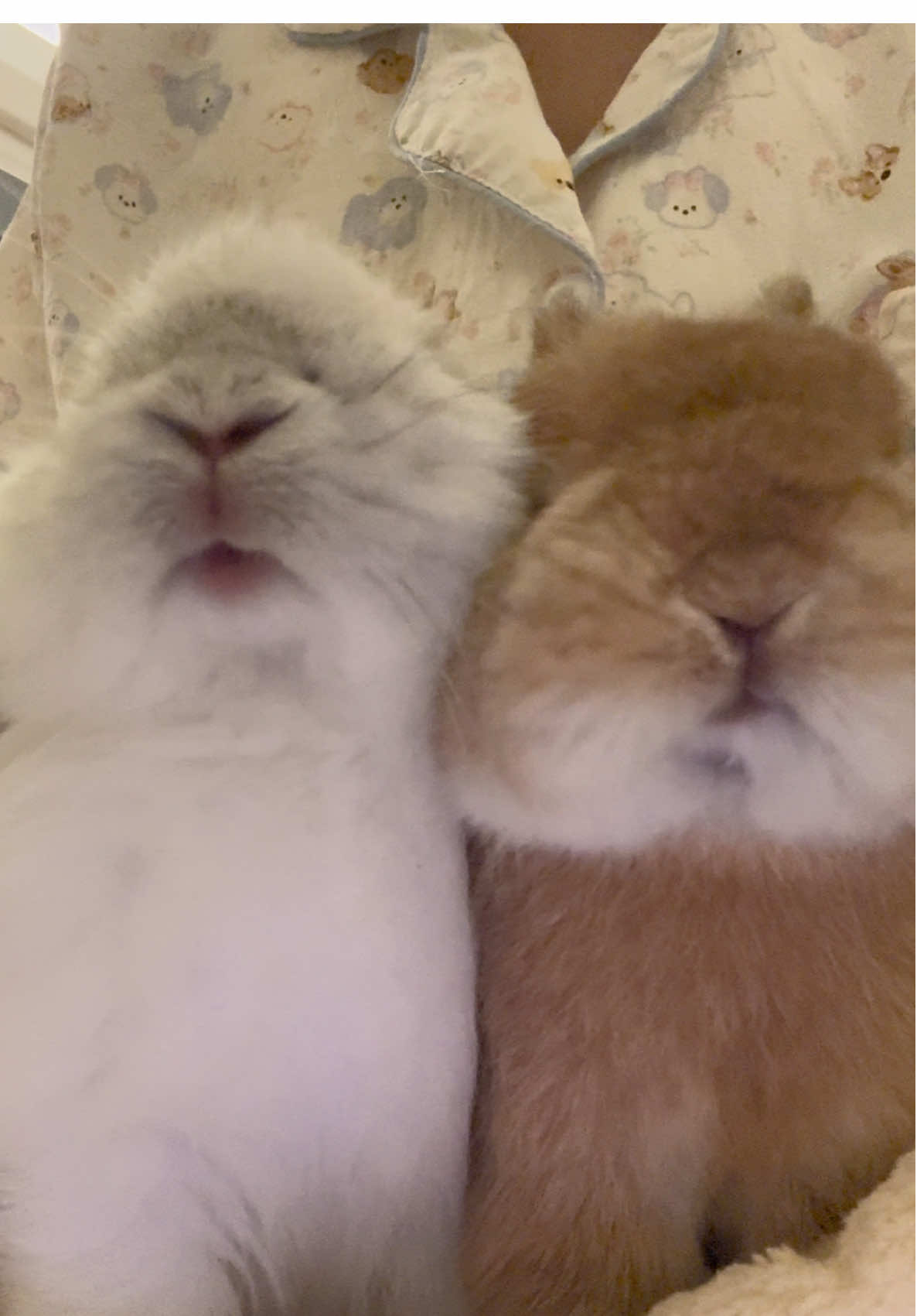 ทานข้าววันเสาร์กันงับ😋 #สัตว์เลี้ยงtiktok #กระต่ายน่ารัก #กระต่าย #rabbit 