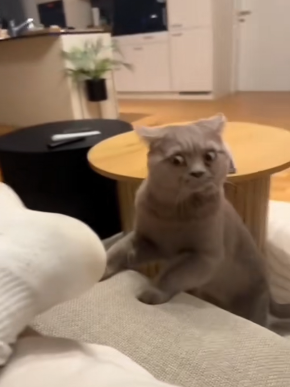 öğğğğ 🙀  #cat #kedi