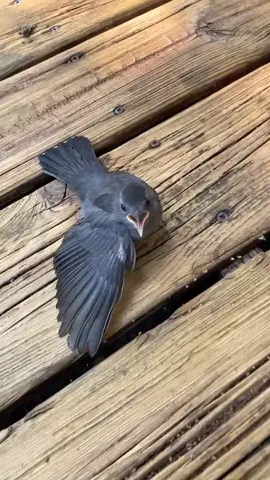 I’ve been begging my friend to send me this video for two months #birdtok 