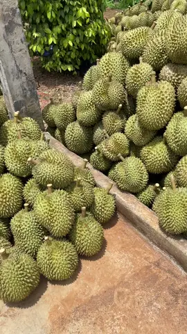 Durian#xuhuingtiktok durian