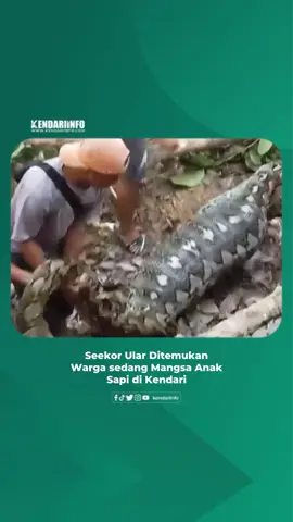 Seekor ular sepanjang kurang lebih enam meter ditemukan warga sedang memangsa seekor anak sapi di Jalan Imam Bonjol, Kelurahan Labibia, Kecamatan Mandonga, Kota Kendari, Sulawesi Tenggara (Sultra), Jumat (12/9/2025). Ular jenis piton itu ditemukan dalam kondisi kekenyangan usai menelan seekor anak sapi milik warga setempat. Kejadian tersebut sontak menjadi perhatian dan mengundang kerumunan warga yang penasaran. Setelah berusaha menangkap, ular tersebut langsung dib*n*h menggunakan par*ng. Kepala ular tersebut dipot*ng. Warga lalu saling bantu mengevakuasi ular itu. Dalam video beredar, salah seorang warga pun nekat membelah perut ular untuk mengeluarkan anak sapi itu. Aksi itu pun menjadi tontonan warga sekitar. “Habis makan dia tinggal saja di kayu situ,” ujar salah satu warga dalam video. Warga setempat bernama Nauval membenarkan penemuan ular tersebut. Ia mengatakan ular tersebut menelan anak sapi milik warga. “Itu ular da telan satu ekor anak sapi punya warga di situ. Tadi ditangkap dan langsung dibelah perutnya,” kata Nauval saat dikonfirmasi Kendariinfo. Ia mengatakan, panjang ular diperkirakan mencapai enam meter. Saat diamankan, tubuh reptil tersebut sudah tak lagi mampu bergerak karena perutnya penuh. #kendariinfo #kendari #sulawesitenggara #sultra 