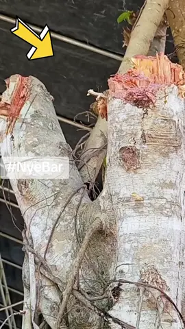 Geger geden..!!!!!! Fenomena alam..!!!!!!! Pohon beringin ditebang karena dianggap mengganggu acara hajatan tidak disangka MENGELUARKAN AIR..!!!!! Dan sempat menjadi rebutan untuk diminum karena dianggap bisa membawah berkah..!!!!! #PohonBeringinAjaib