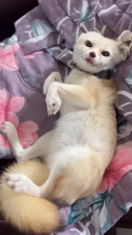 Fennec foxes have dark brown eyes. This pigmentation protects against intense desert sunlight and sand, reducing glare for clear nocturnal vision while hunting prey in their natural habitat in Algeria 🇩🇿. #FennecFox #OnlyInAlgeria #DesertCutie #WildAndAdorableUSA  #SaharaStar