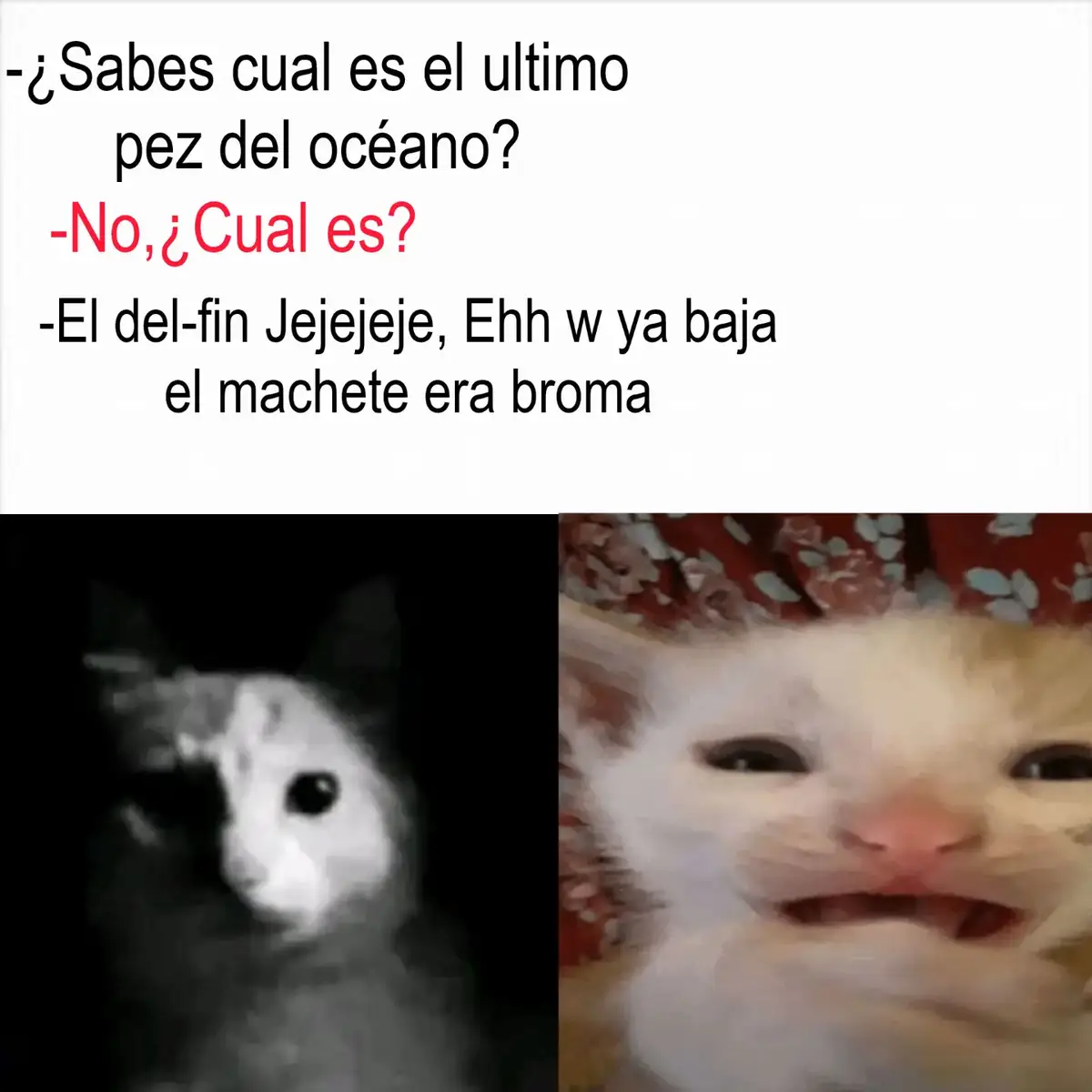Jejejeje por ezo no tengo amikos#jejejejeje #Xdd #gatos #meme
