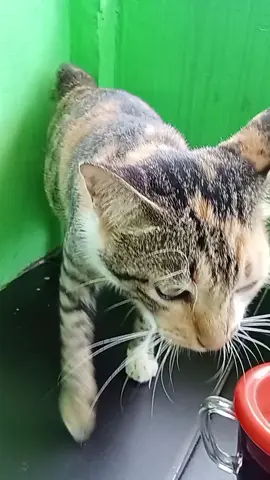 cat betoh ija #cat  #binatang  #kucing  #meong  #bulu  #cakar  #fy  #fyppppppppppppppppppppppp 