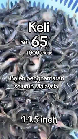 #fyppppppppppppppppppppppp #ikankeli #ikan #terbaik👍👍 #keli 