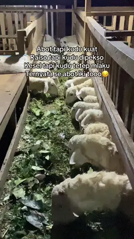 Bismillah mawon lur #peternakmuda #peternak #peternakindonesia #peternakmilenial 