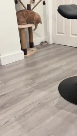 What is this new thing #cat #catlover 