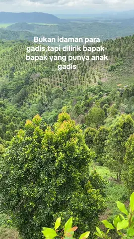 #fyp #petanicengkeh #cengkeh #petaniboy🧑🏻‍🌾 #bugissulawesi 