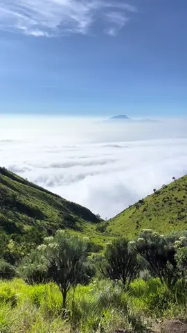 gunung Sindoro via Kledung dengan view lautan awannya #puncakgunungsindoro3153mdpl #gunungsindoro 