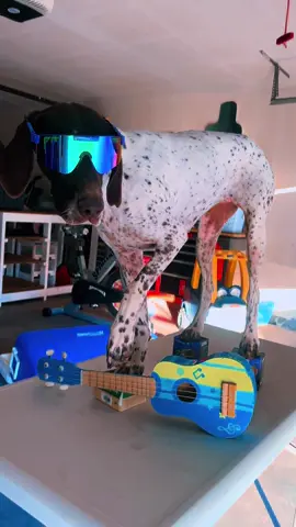 Follow Trigger and Tail on Instagram 🔥 Video: kayleelynschwartz 