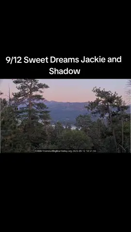 I never get tired of seeing these two.  Footage courtesy of FOBBV Friends of Big Bear Valley  #jackieandshadow #jackieandshadow2025 #shadowandjackie #fobbv #sunnyandgizmo 