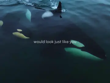 misunderstood giants. orcas are called “killer” whales but actually aren’t that interested in humans! they are such beautiful creatures! #orca #killerwhale #ocean #themarias #LanguageLearning 