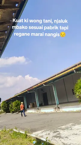 #kotatembakau #tembakautemangung #kotakretek_kudus #tembakau #fyp 