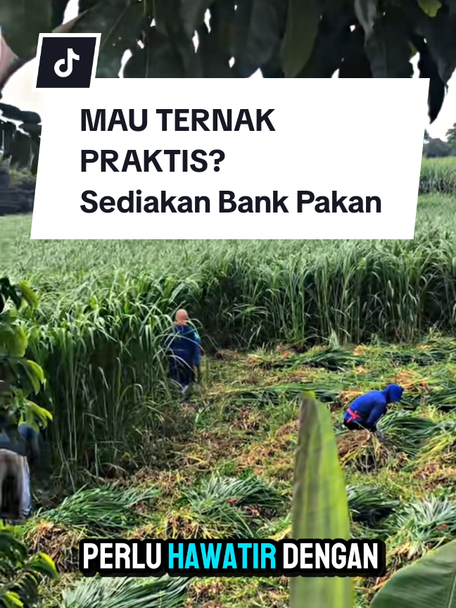 Membalas @kampungternak06  🚜✨ Solusi Praktis Pakan Ternak! Mesin Cacah Rumput Multifungsi siap membantu peternak lebih hemat waktu & tenaga. 💪 🌿 Bisa mencacah rumput, sayuran, jagung, hingga batang singkong jadi halus & siap santap untuk kambing, sapi, ayam, bebek, dll. ⚡ Cepat, efisien, & hasil cacahan lebih lembut 👉 ternak lebih lahap, pertumbuhan makin cepat! 🔥 Saatnya upgrade cara kasih pakan! ✅ Awet & mudah digunakan ✅ Cocok untuk skala rumahan maupun peternakan besar 👉 Buruan cek sekarang sebelum kehabisan! #MesinCacahRumput #PeternakCerdas #PakanTernakHemat #Kambing #Sapi 